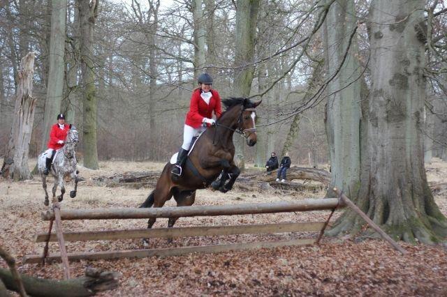 Fuldblod (XX) Pistoleiro billede 10