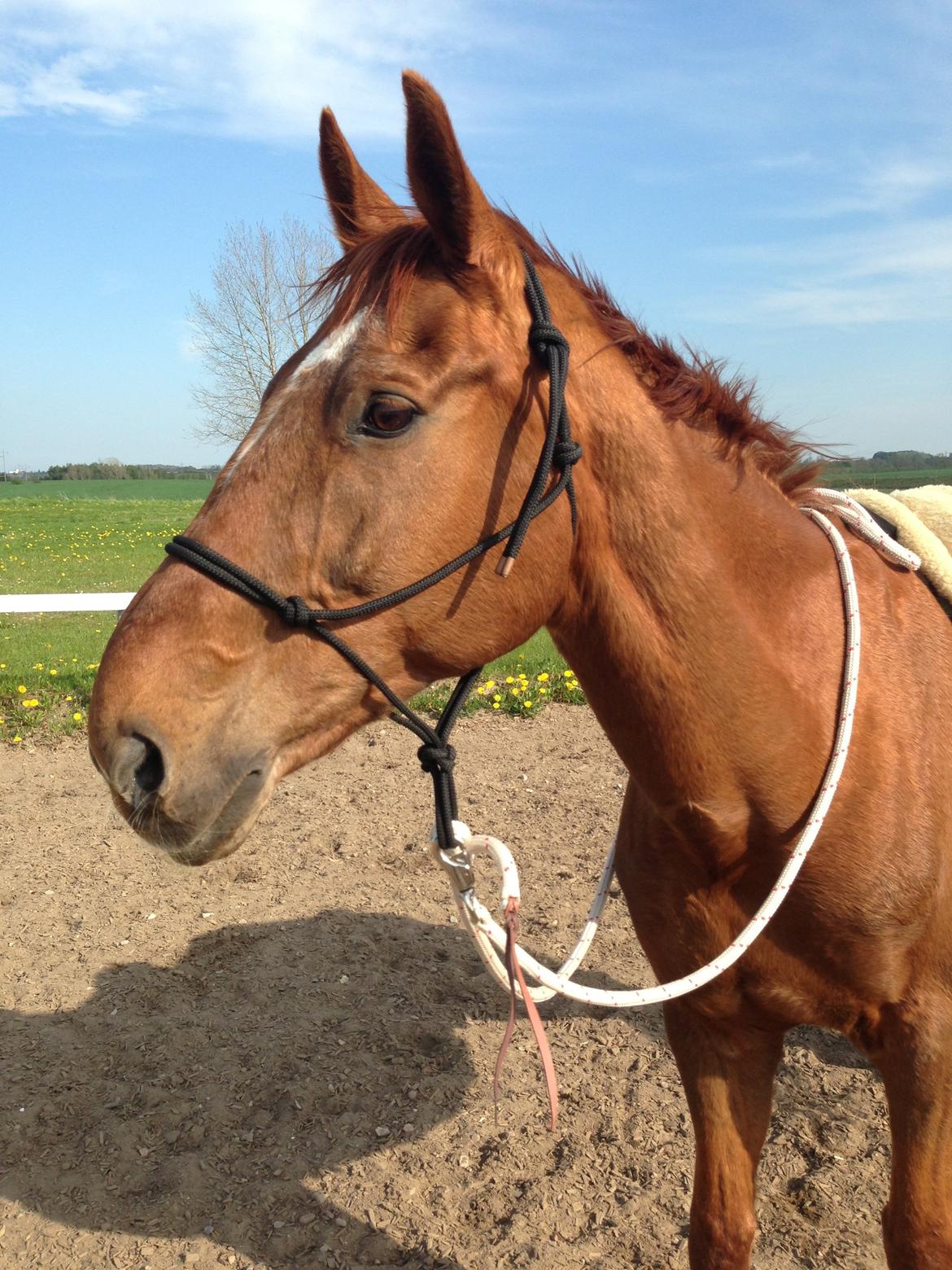 Dansk Varmblod Activ - Sommertræning når det er bedst :-) billede 6