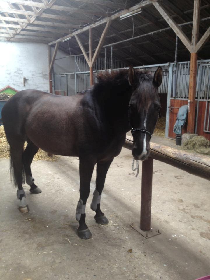 Fuldblod (XX) Matcho R.I.P du elsket og savnet - skønheden billede 16