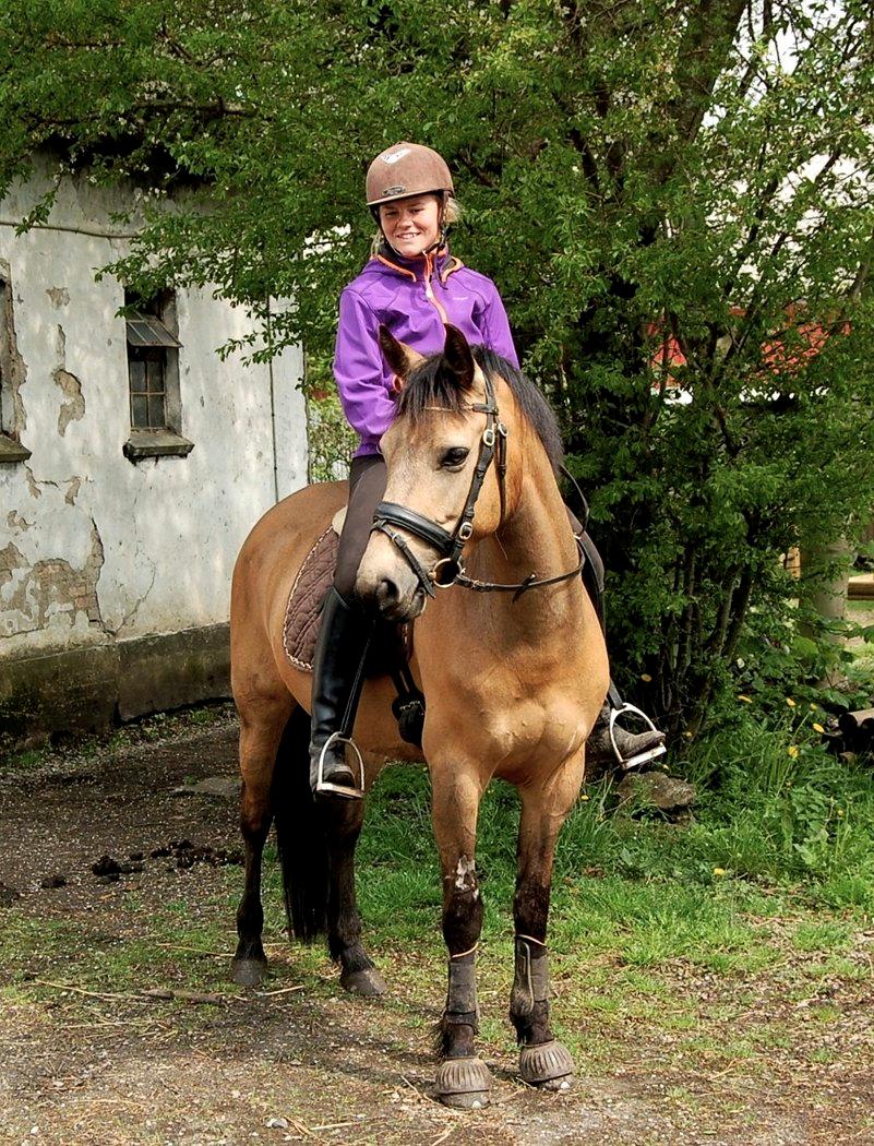 Anden særlig race Assenhøj's Bellezza - 16 maj 2013  billede 2