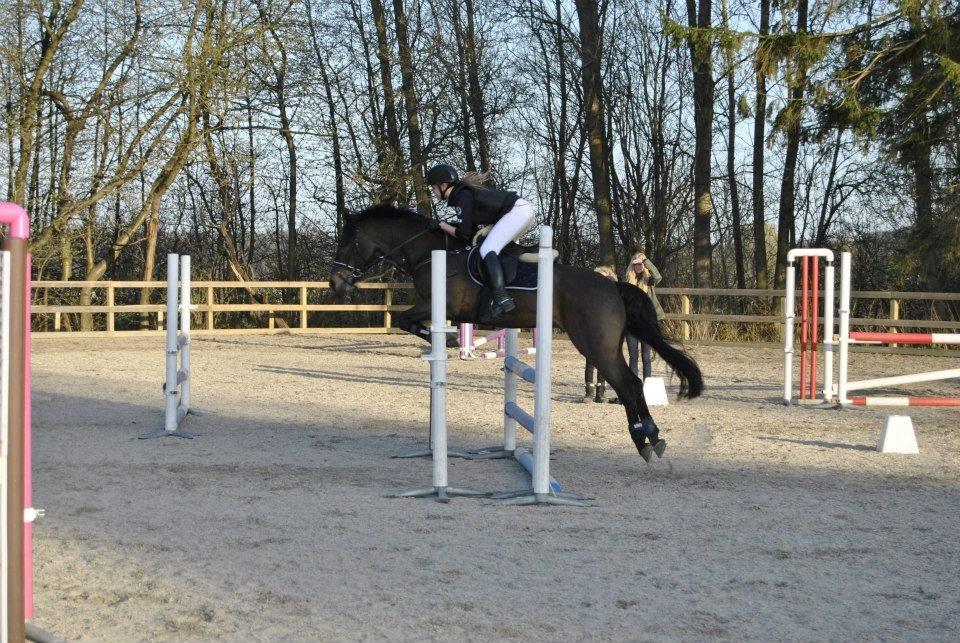 Connemara Hesselbjerggård Highlander SOLGT - 100 cm på gønge - Maj 2013 billede 17