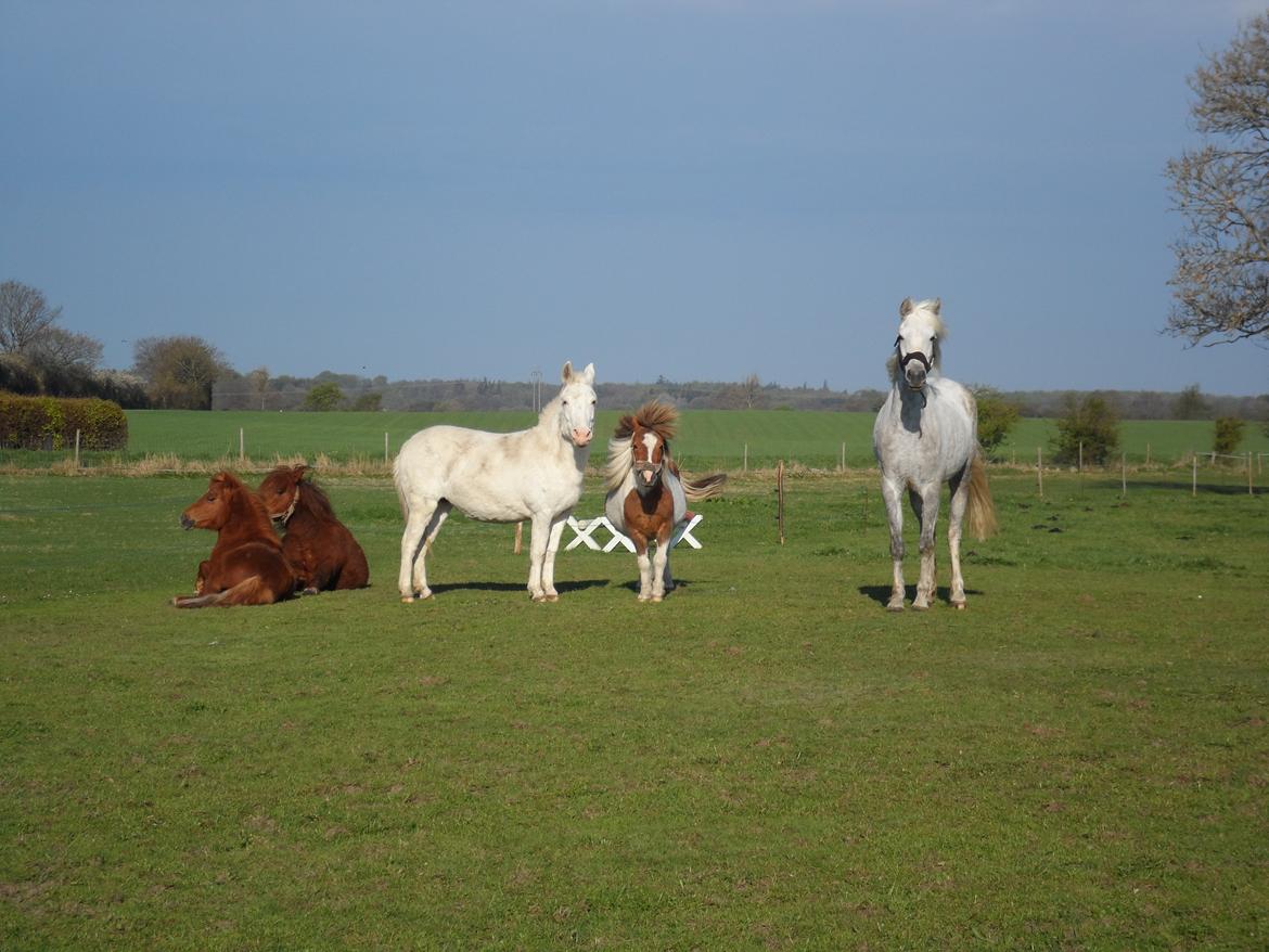 Welsh Partbred (Sec F) Klintholms Miss Shania - Forår/sommer 2013 billede 12