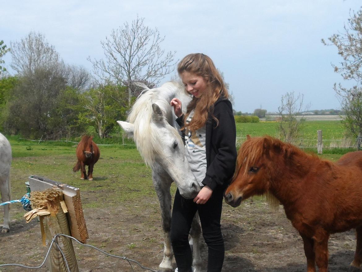 Welsh Partbred (Sec F) Klintholms Miss Shania - Forår/sommer 2013 billede 7