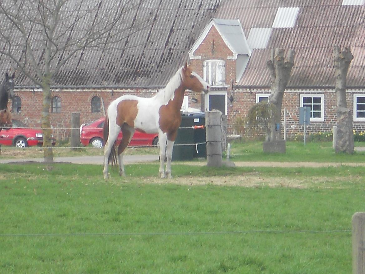 Pinto Indurain Delight - Den Brogede Skønhed - Den Søde Ponze Står Model billede 38