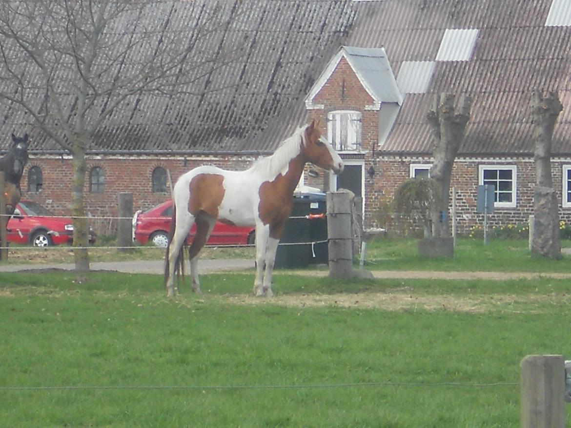 Pinto Indurain Delight - Den Brogede Skønhed - Og Endnu Et Model Billede billede 39