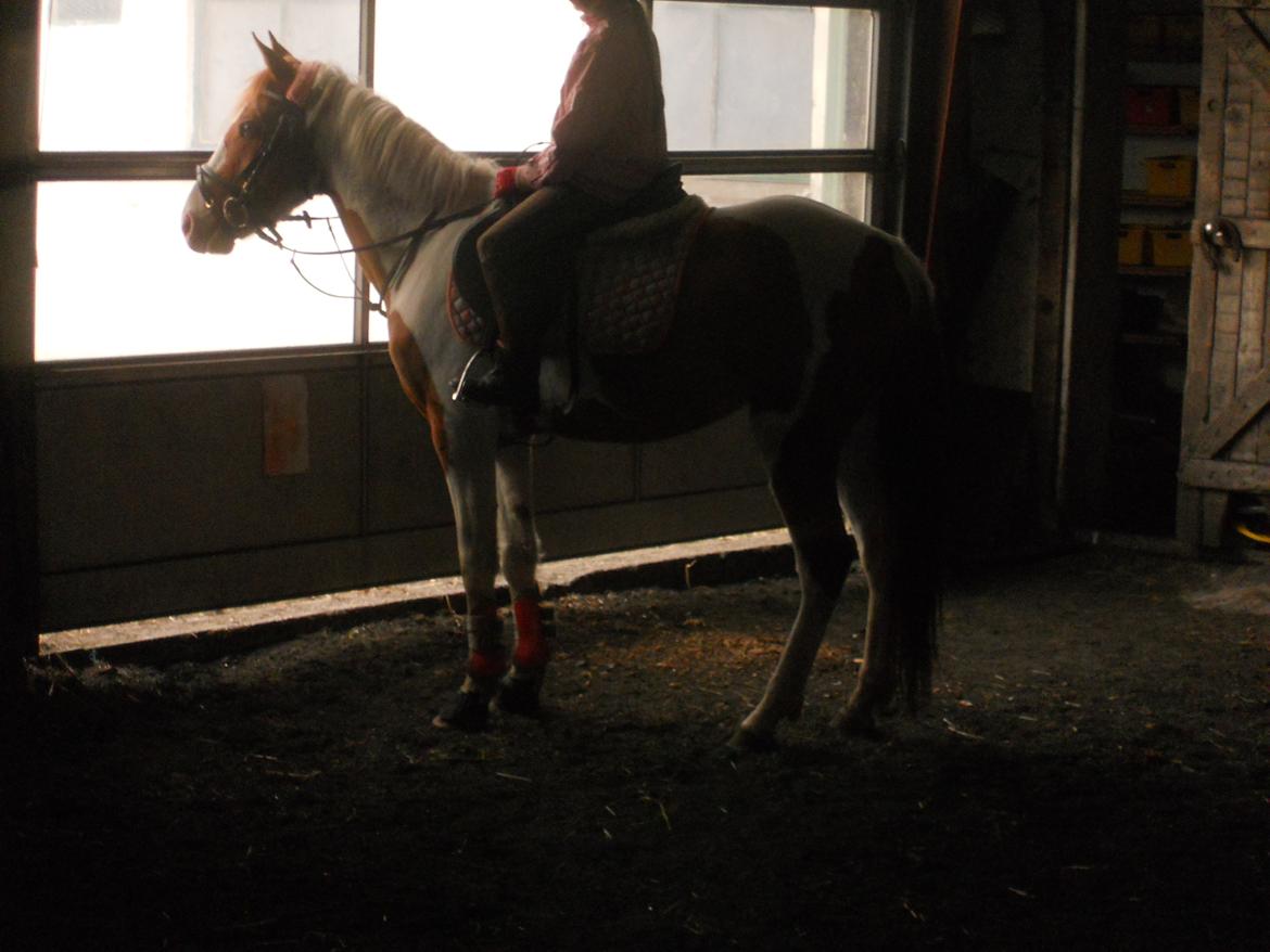 Pinto Indurain Delight - Den Brogede Skønhed billede 36