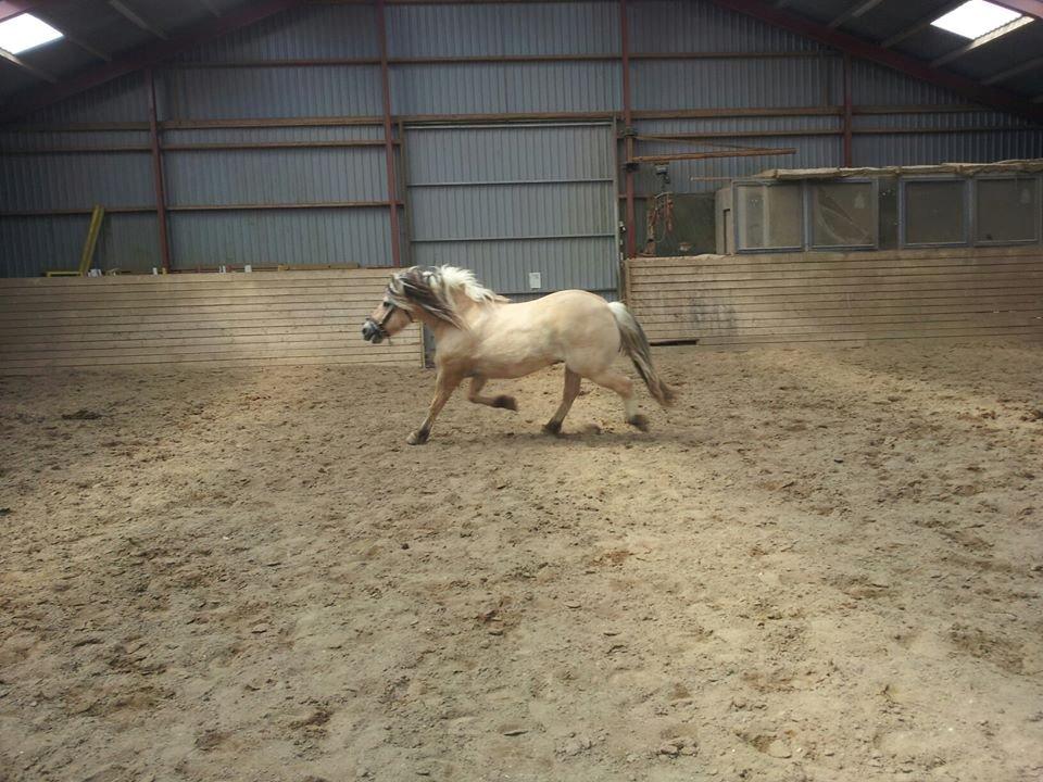 Fjordhest Fairith Kjeldsvang Solgt billede 20