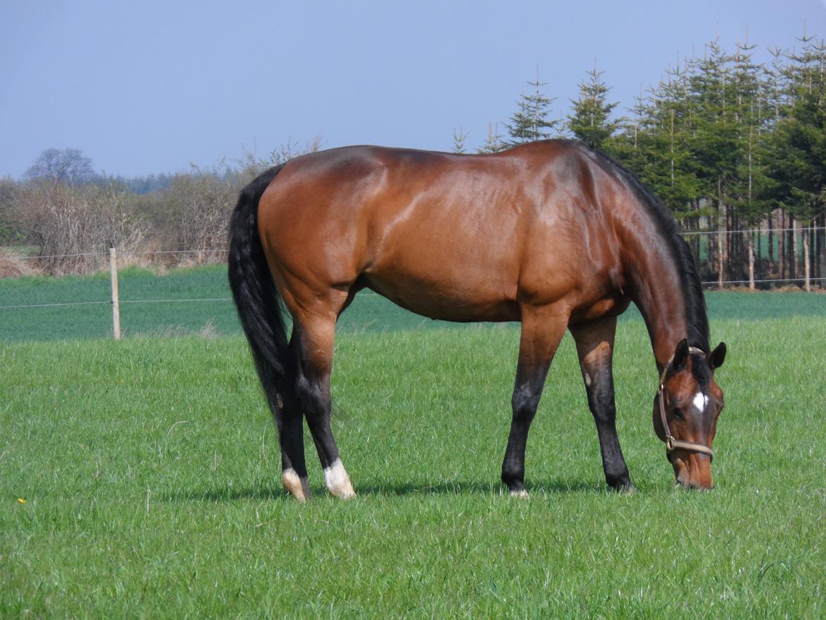 Dansk Varmblod Gredstedgårds Regitze - I know I'm lost. But as long I'm lost in you, I'll be just fine.. billede 19