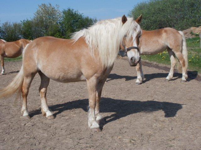Haflinger Røgtergaardens Laika billede 1