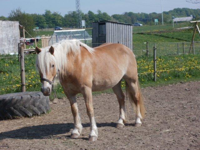 Haflinger Røgtergaardens Laika billede 2