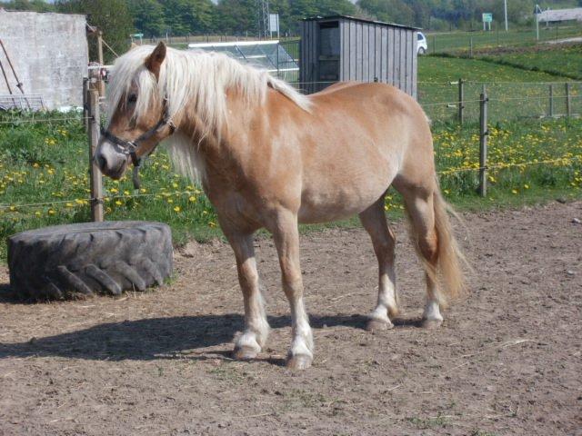 Haflinger Røgtergaardens Laika billede 4