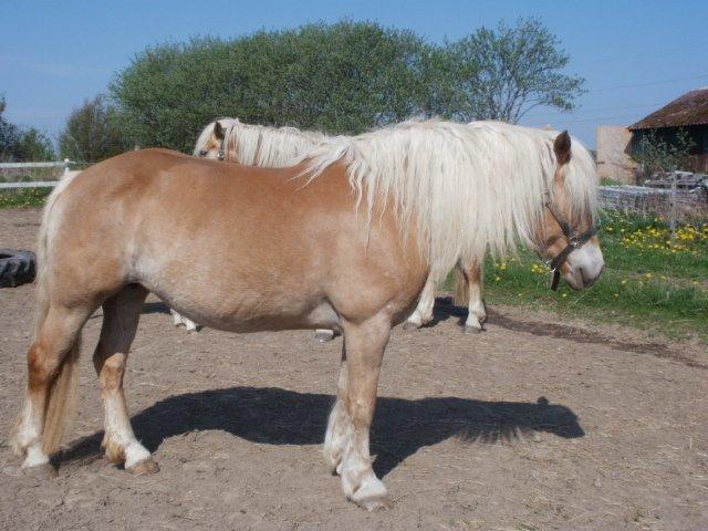 Haflinger Røgtergaardens Laika billede 5
