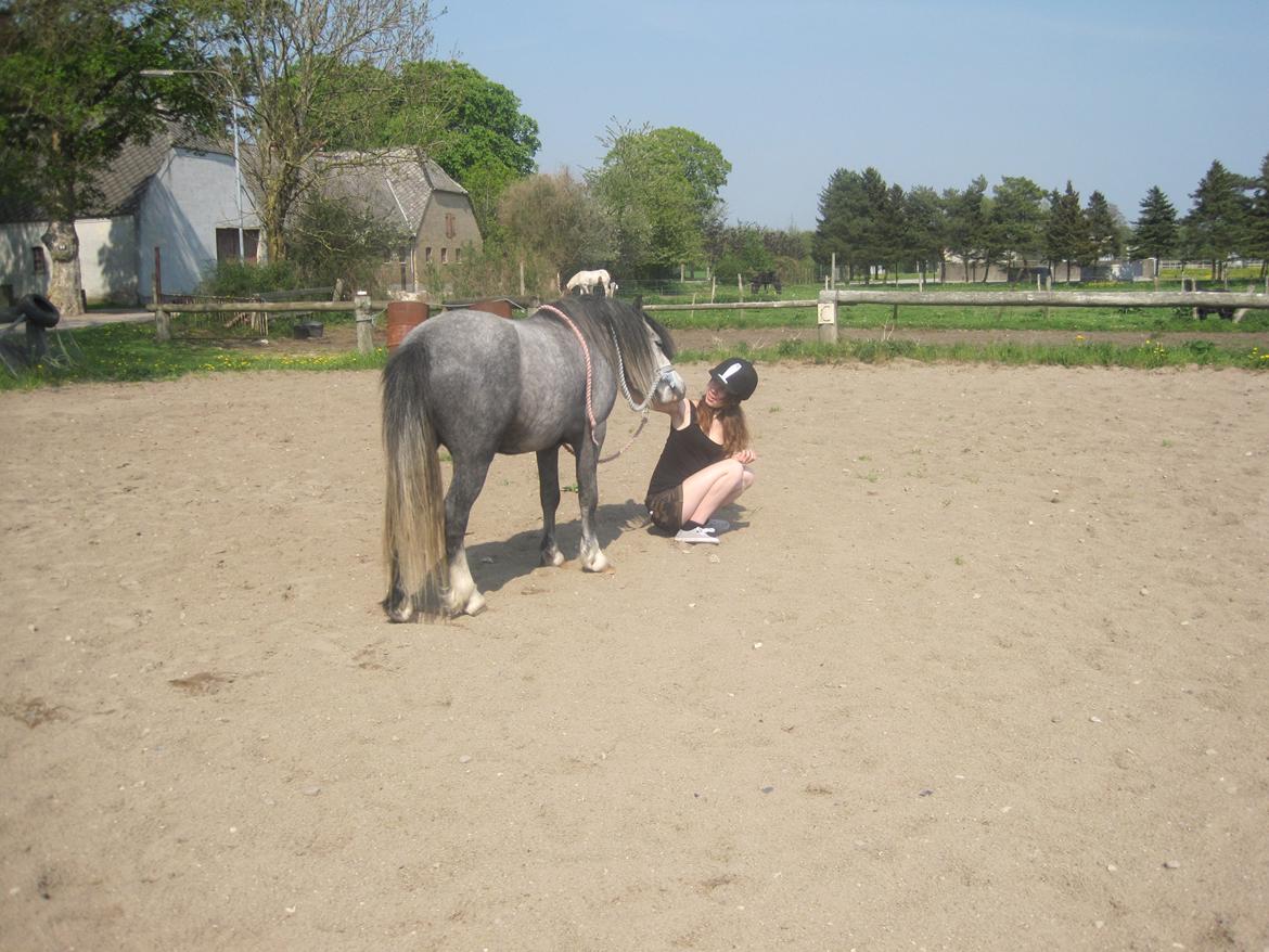 Welsh Mountain (sec A) Gribsvads Niam *sommer part* - Nuur så kom han :'D
d.16.05.13
Foto: min søster billede 15