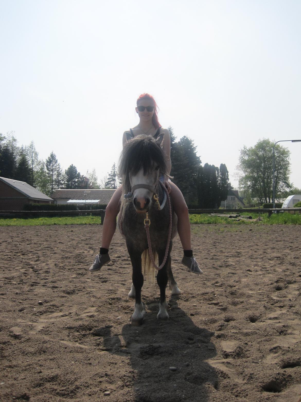 Welsh Mountain (sec A) Gribsvads Niam *sommer part* - Så var min søster Camilla også oppe at prøve ham
d. 16.05.13
Foto: Mig billede 16