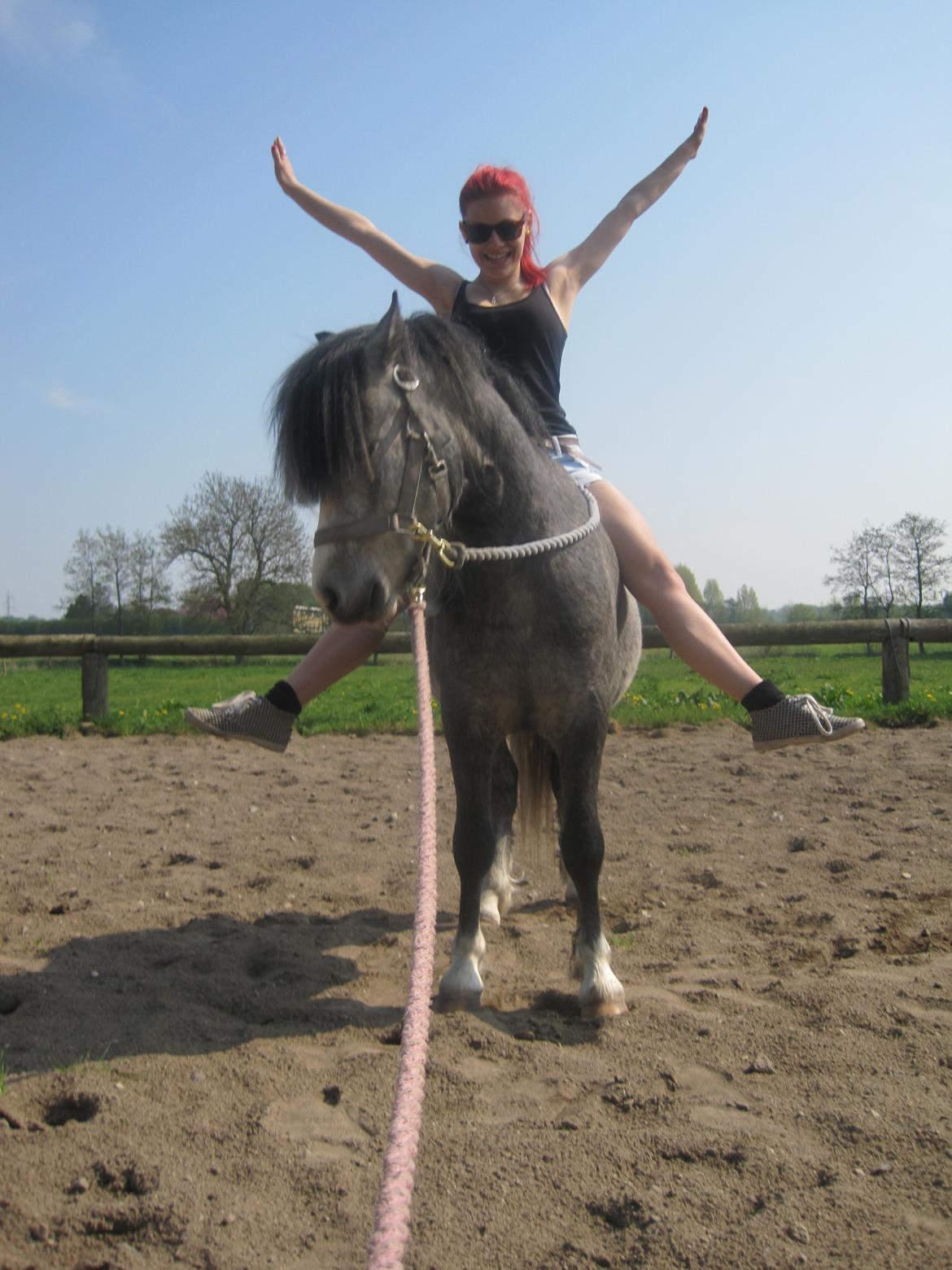 Welsh Mountain (sec A) Gribsvads Niam *sommer part* - Haha Niam er helt 'what are you doing'
d.16.05.13
Foto: mig billede 17