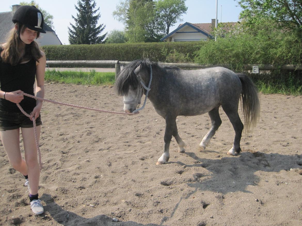 Welsh Mountain (sec A) Gribsvads Niam *sommer part* - <3<3
d.16.05.13
Foto: min søster billede 18