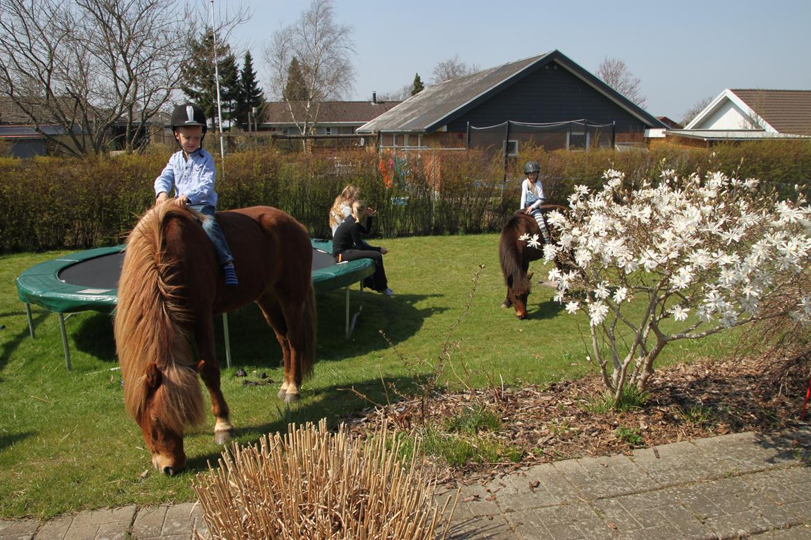 Islænder Ari fra Wennersminde  - Red lige hjem til mig så hestene kunne slå græsplænen :-)) imens kunne Ida og Bertram, mine to søskende på 4 og 8 år ride lidt rundt på dem. Det er Thea og mig som sidder på trampolinen og snakker :-D Maj 2013 billede 8