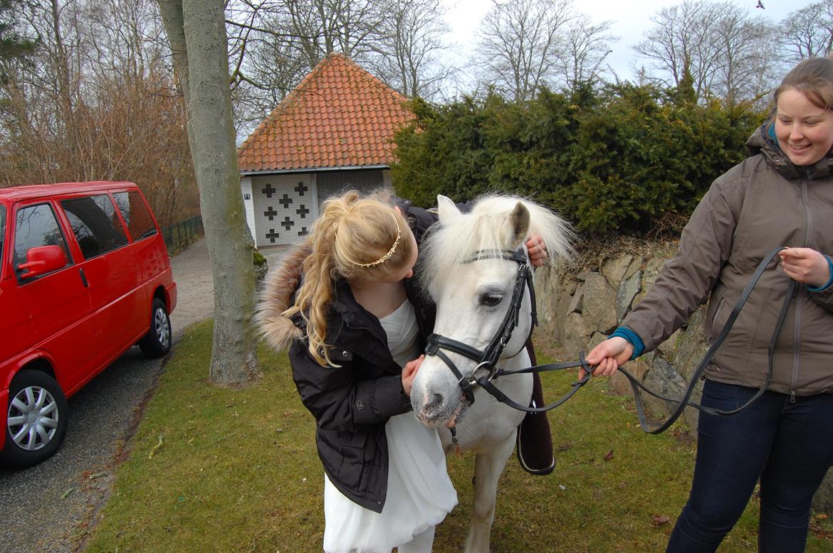 Welsh Mountain (sec A) Bella - Bella oppe ved kirken til min konfirmation :´´´DDD <3 billede 19