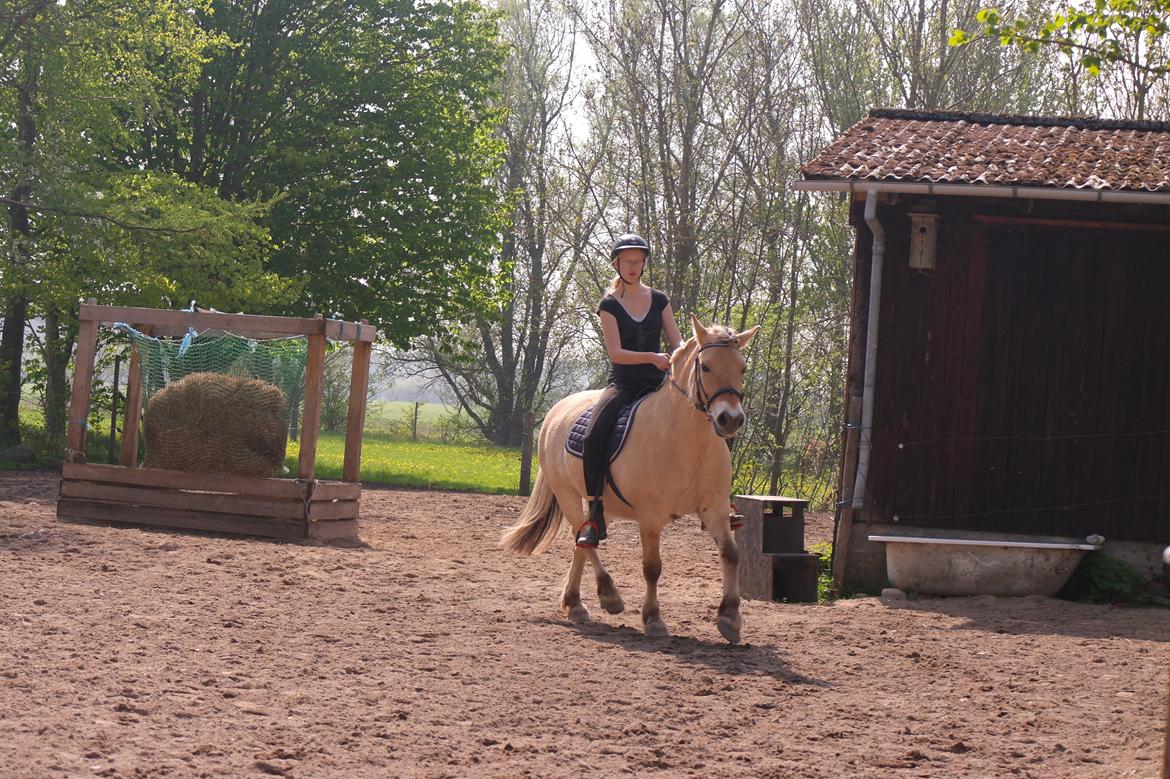 Fjordhest Maja (lille frk. Tut) himmelhest billede 4