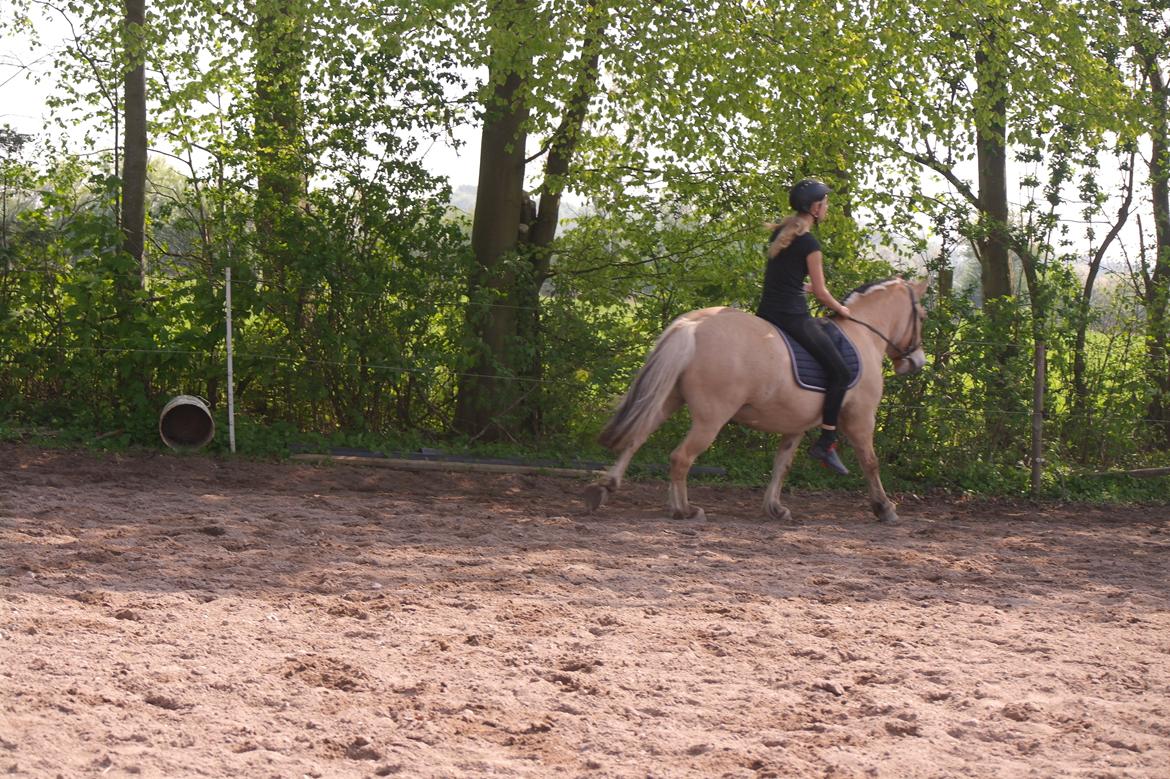 Fjordhest Maja (lille frk. Tut) himmelhest billede 7