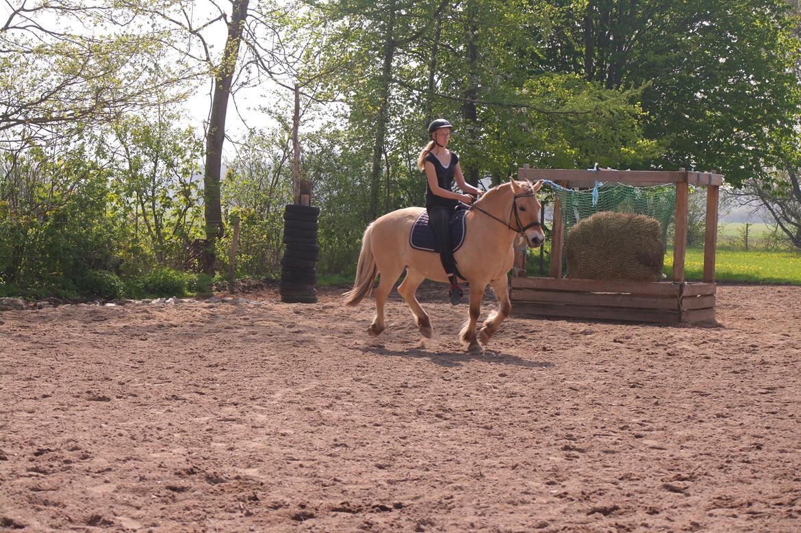 Fjordhest Maja (lille frk. Tut) himmelhest billede 8