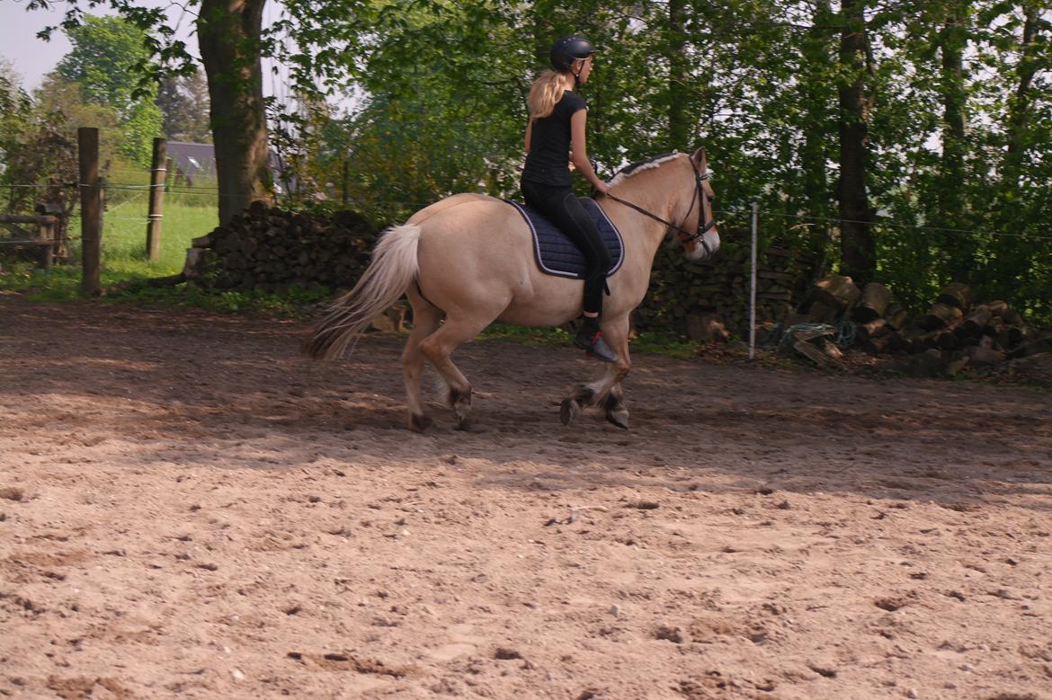 Fjordhest Maja (lille frk. Tut) himmelhest billede 9