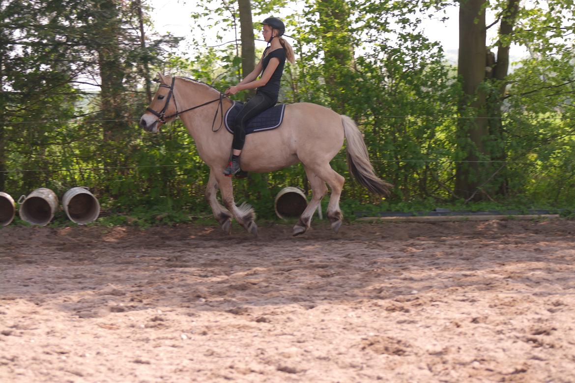 Fjordhest Maja (lille frk. Tut) himmelhest billede 13