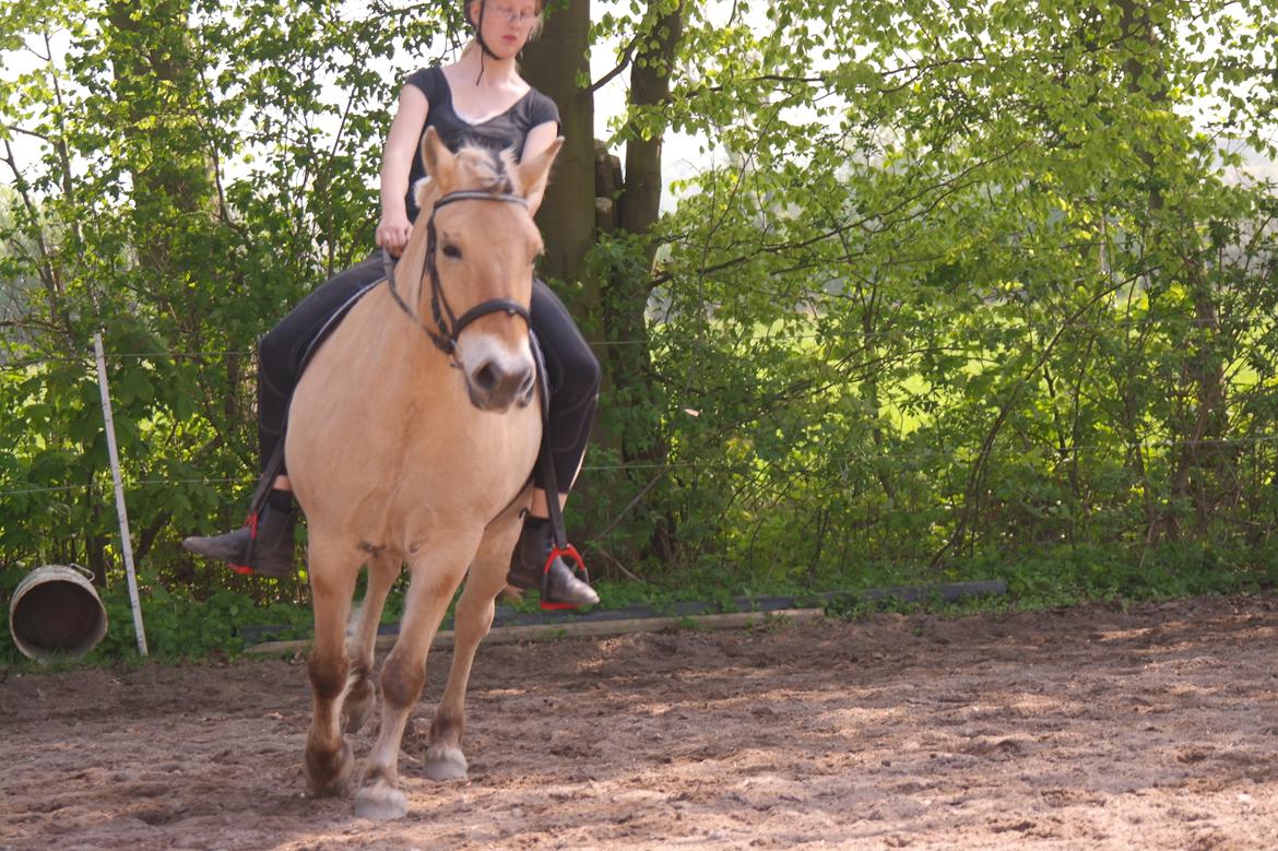 Fjordhest Maja (lille frk. Tut) himmelhest billede 14