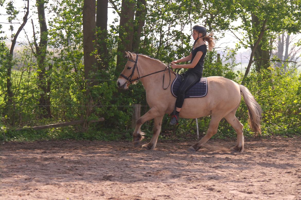 Fjordhest Maja (lille frk. Tut) himmelhest billede 20