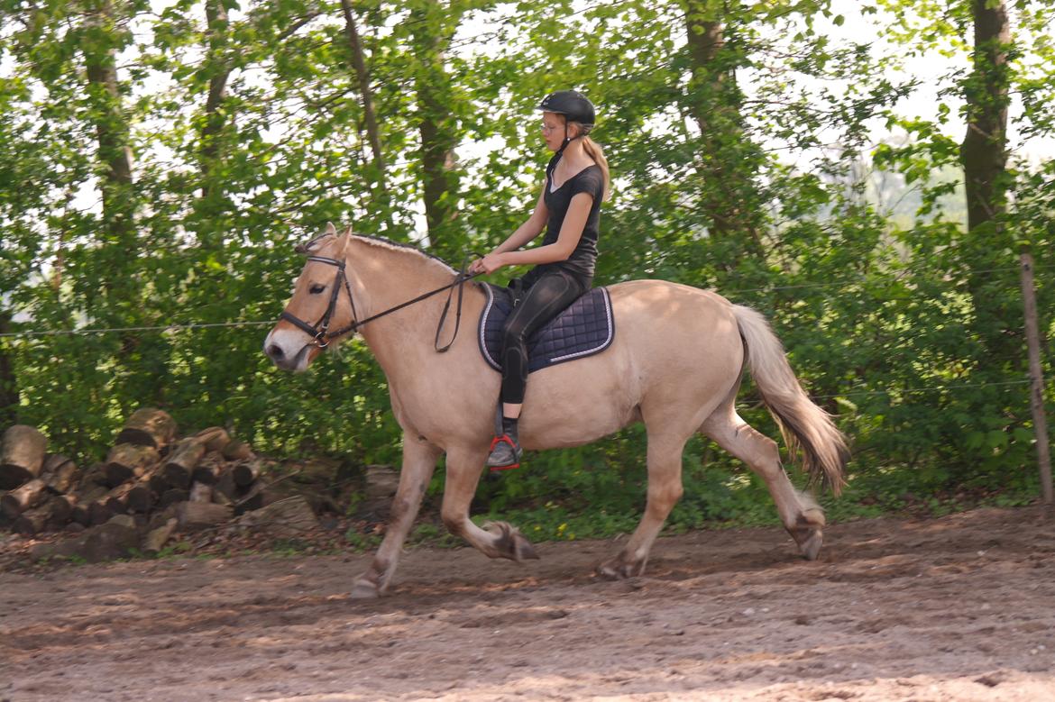Fjordhest Maja (lille frk. Tut) himmelhest billede 21