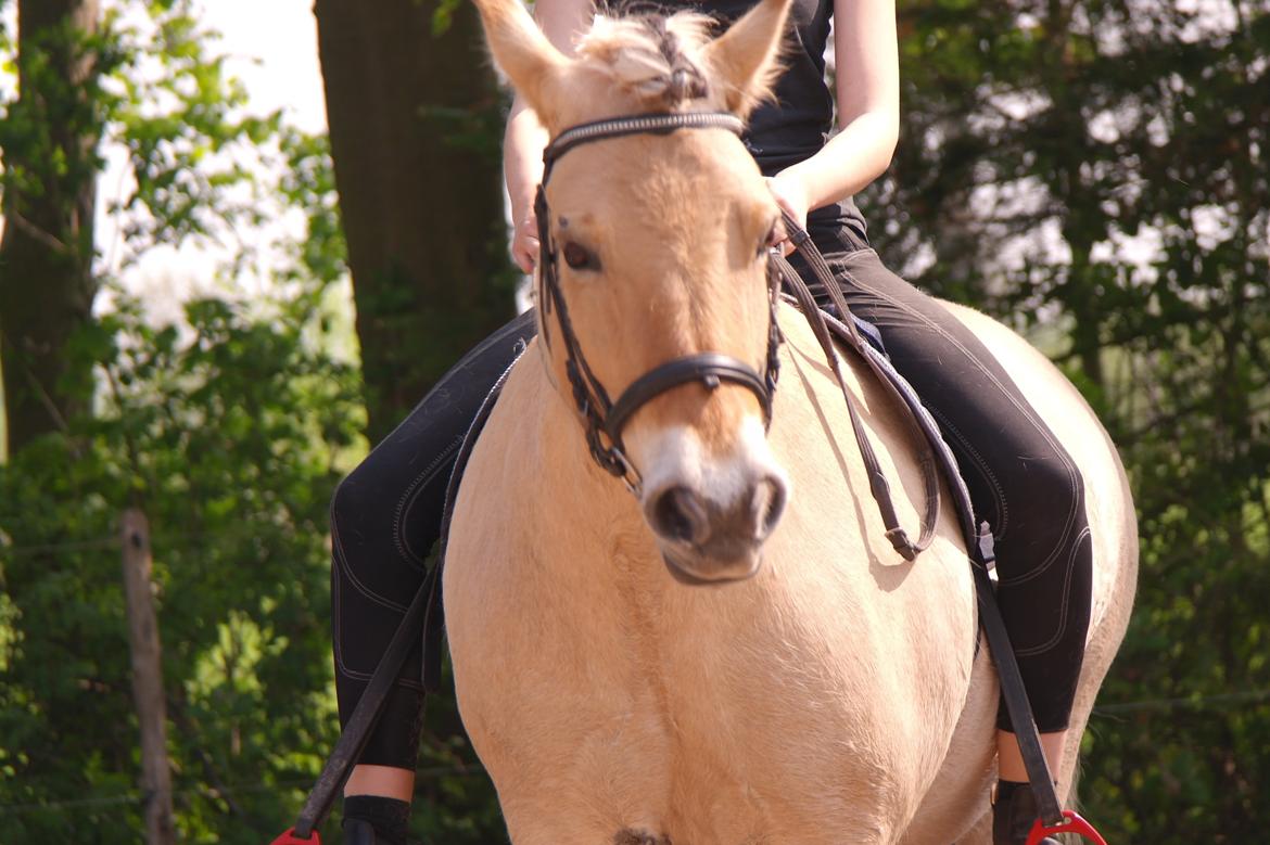 Fjordhest Maja (lille frk. Tut) himmelhest billede 24