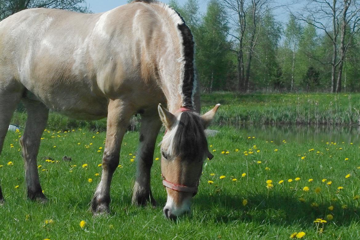 Fjordhest Maja (lille frk. Tut) himmelhest billede 27