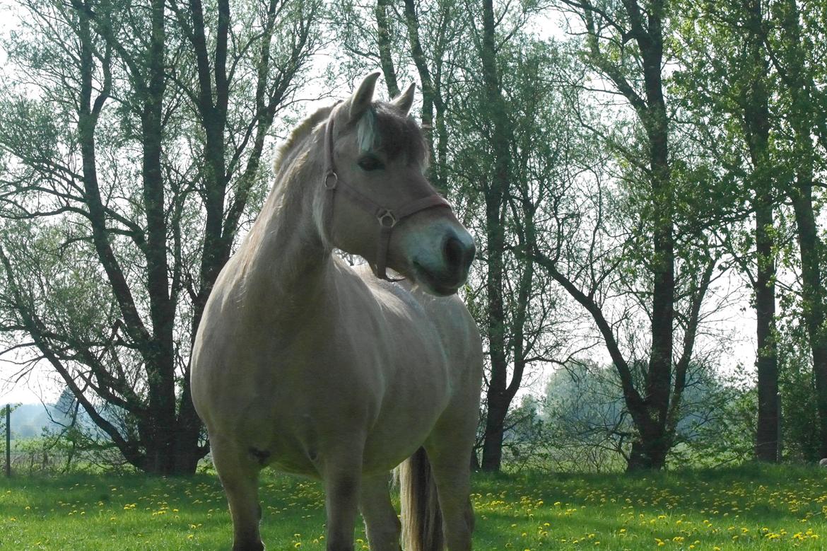 Fjordhest Maja (lille frk. Tut) himmelhest billede 28