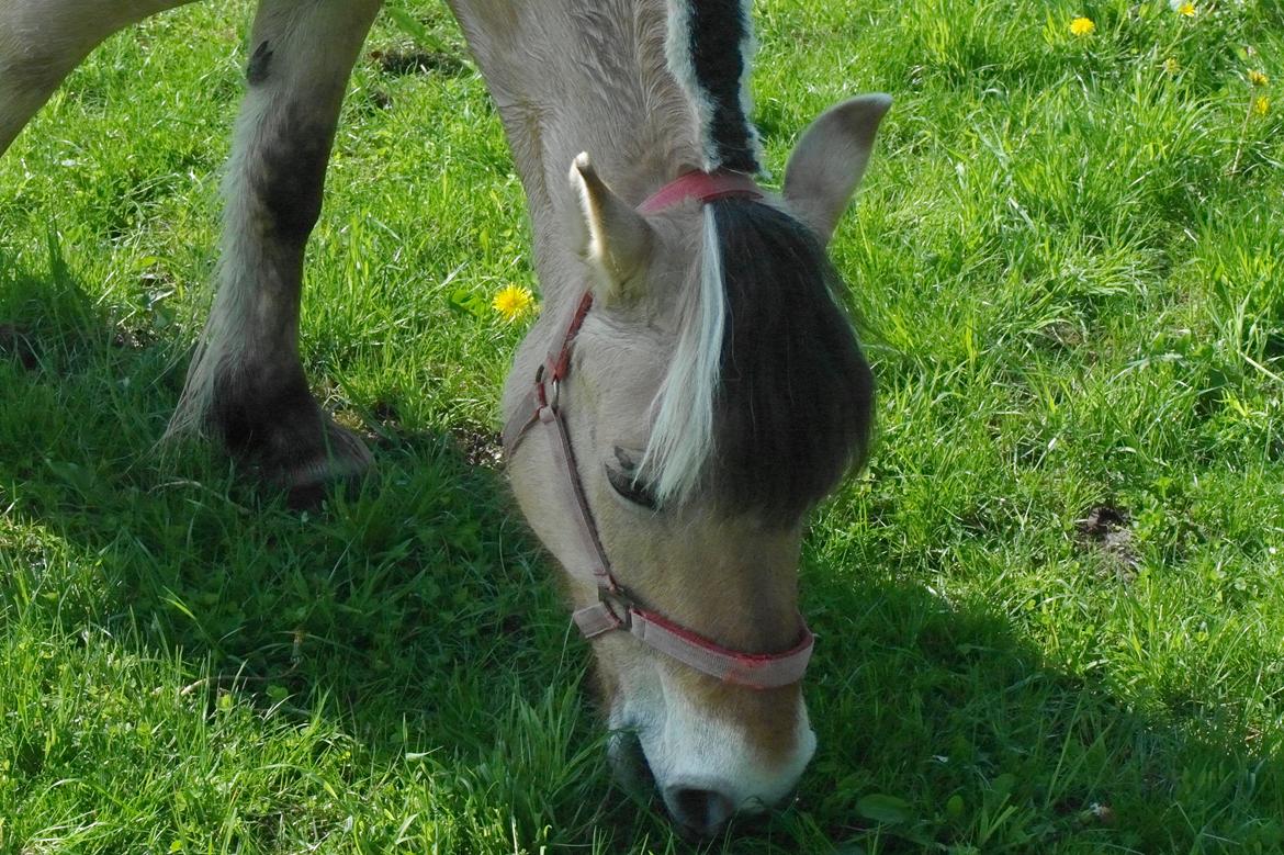 Fjordhest Maja (lille frk. Tut) himmelhest billede 29