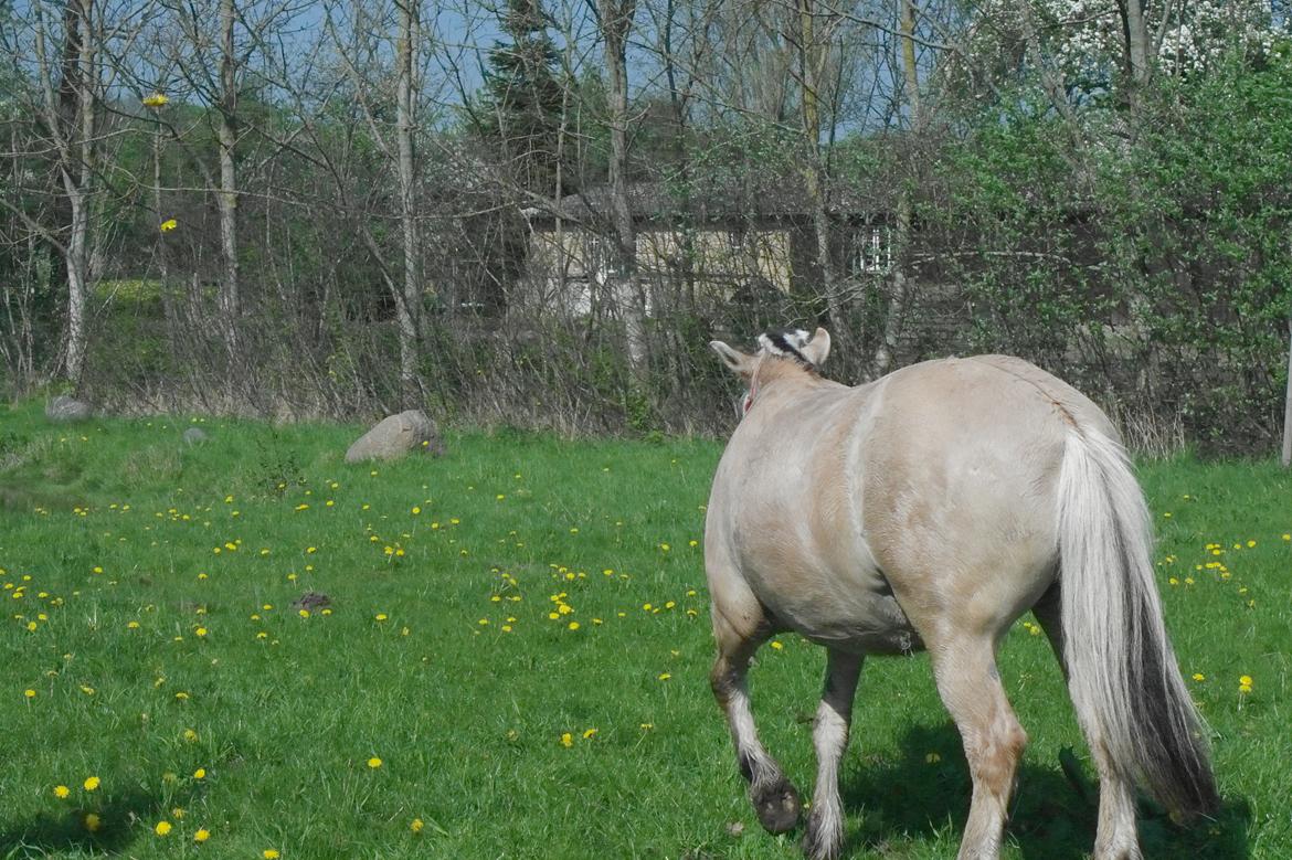 Fjordhest Maja (lille frk. Tut) himmelhest billede 31