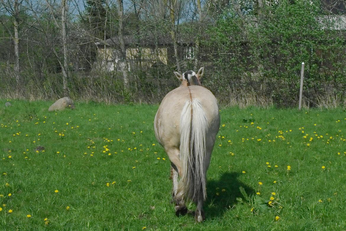 Fjordhest Maja (lille frk. Tut) himmelhest billede 33