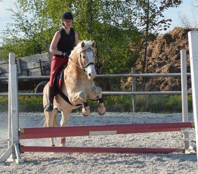 Haflinger All Star - Spring undervisning billede 5