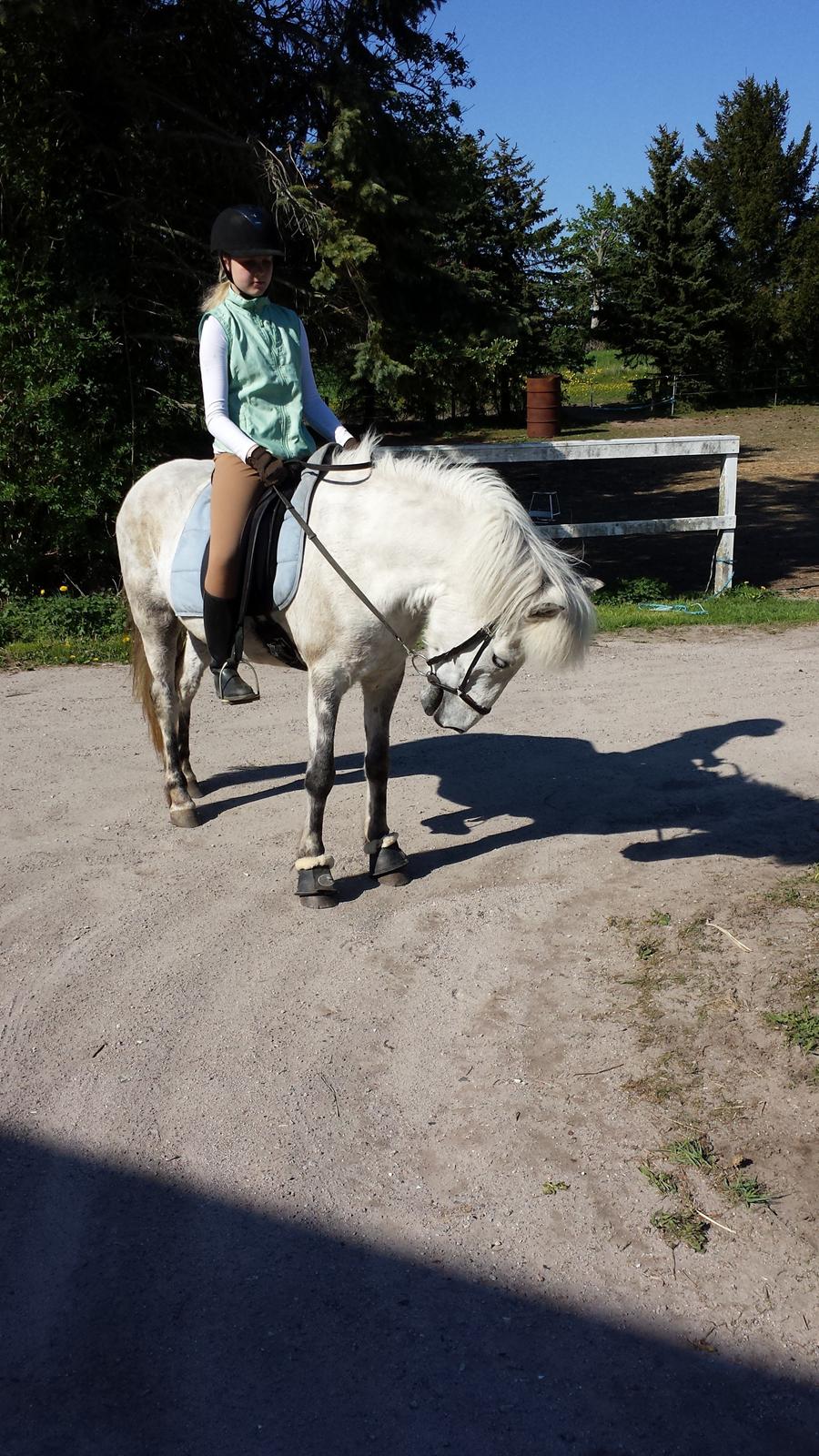 Islænder Ofieg - da jeg lige var kommet hjem fra en dejlig tur i skoven billede 7