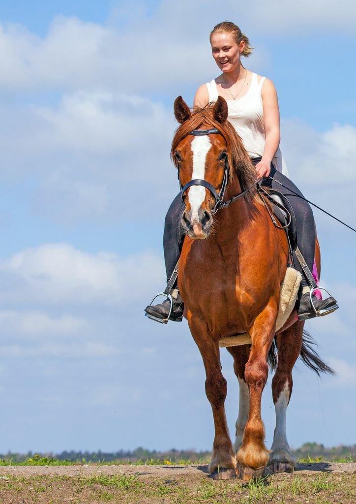 Welsh Cob (sec D) Trenewydd Robina (Robs) billede 18