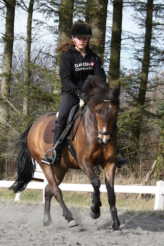 New Forest Odden's Daytonna A-Pony - Dressur starten af maj 2013 billede 16