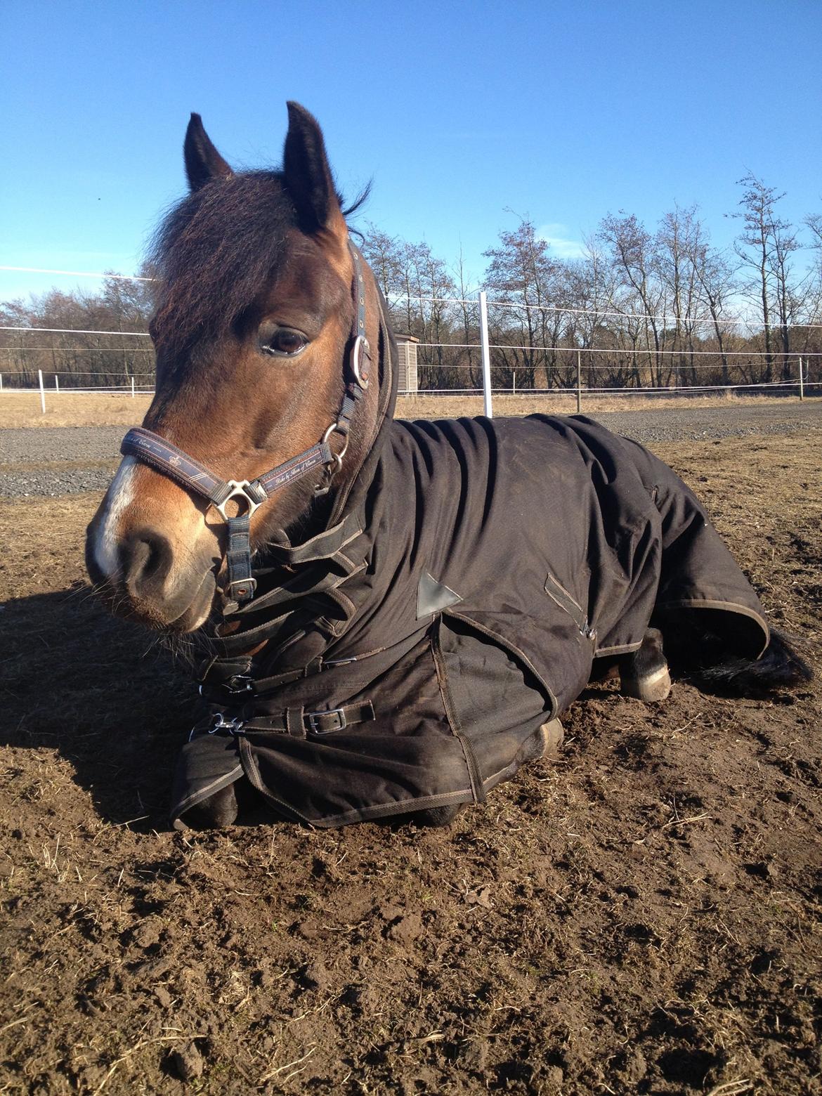New Forest Odden's Daytonna A-Pony - Tonnsen<3 billede 23