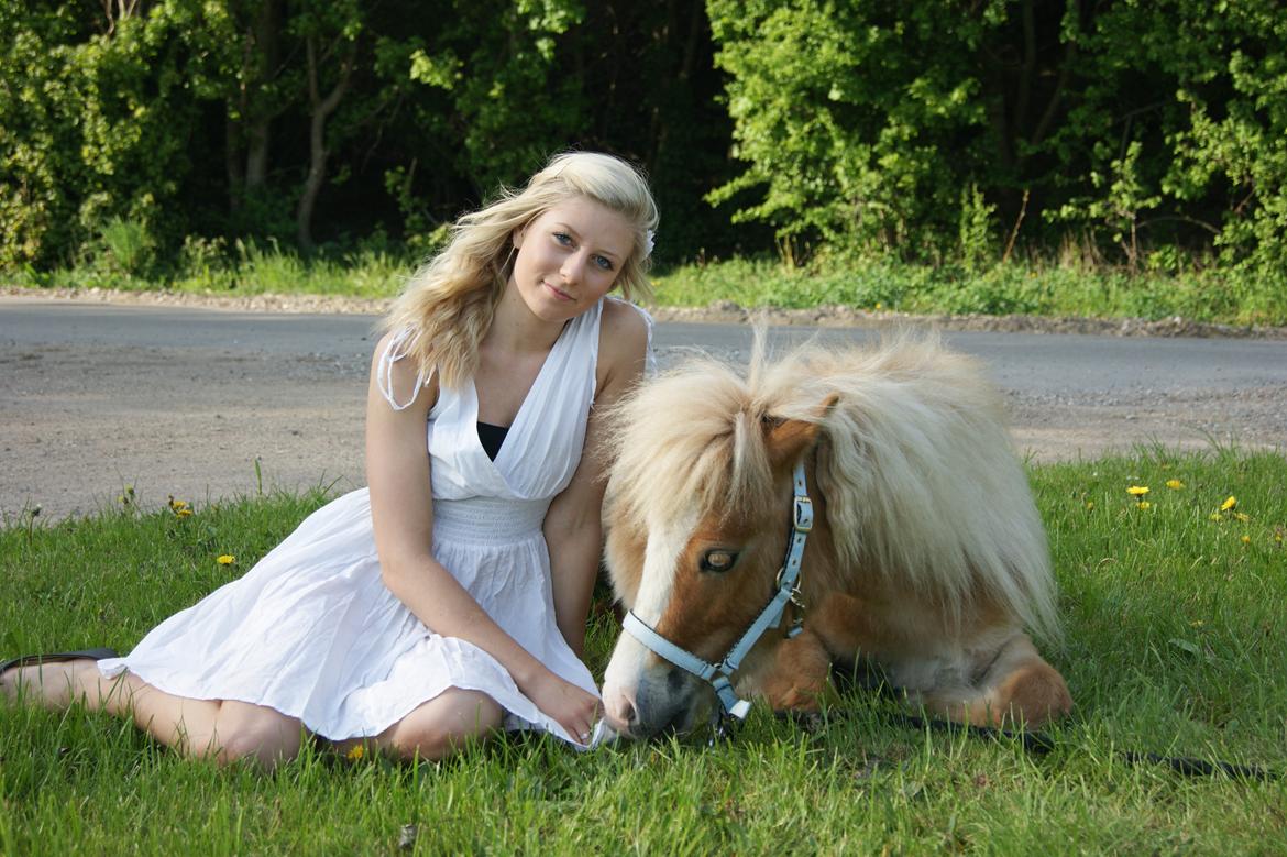 Shetlænder Bambus billede 1