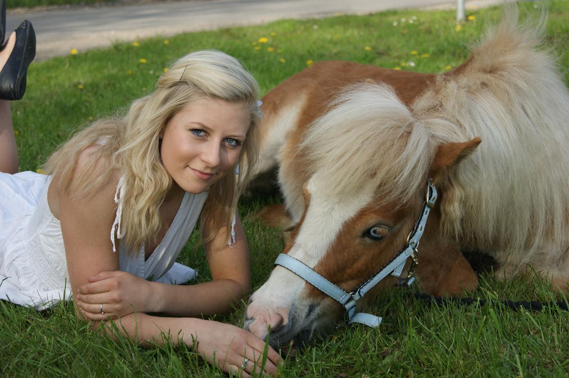 Shetlænder Bambus billede 13