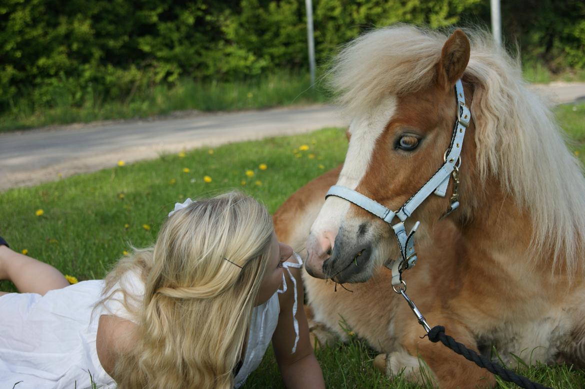 Shetlænder Bambus billede 12