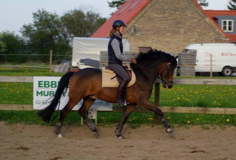 New Forest Skovbo Kronos II billede 16