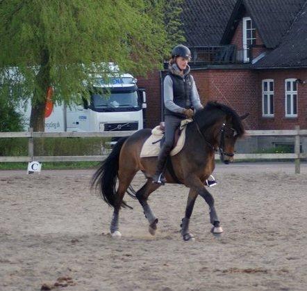 New Forest Skovbo Kronos II billede 19