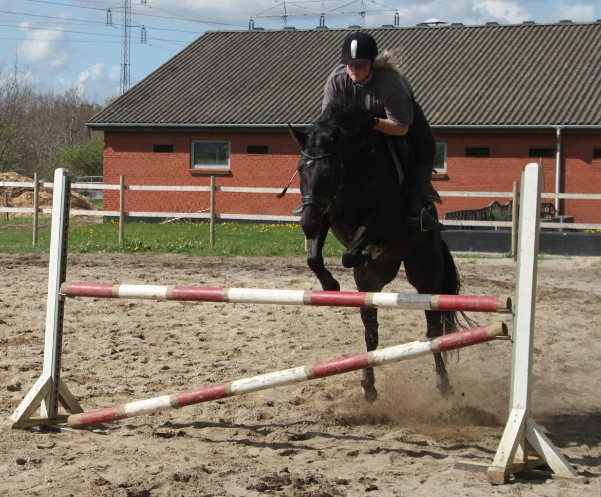 DSP Lille Asserholt Infinity - 14-05-2013 
-springer 105 cm  billede 8