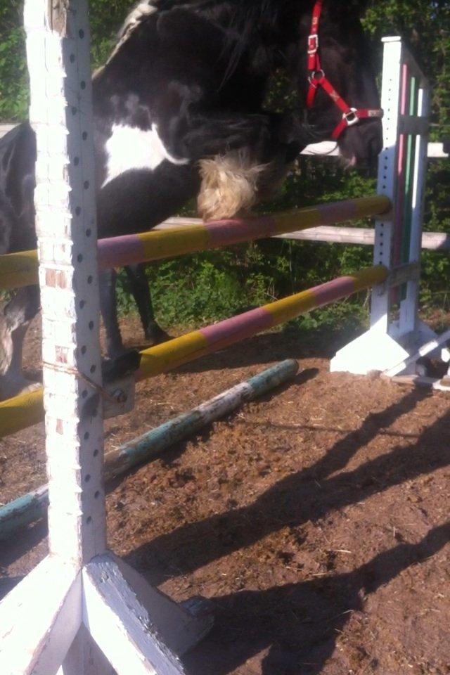 Irish Cob Sir charles - 105 m. Han river ikke ned selvom det ligner det  billede 15