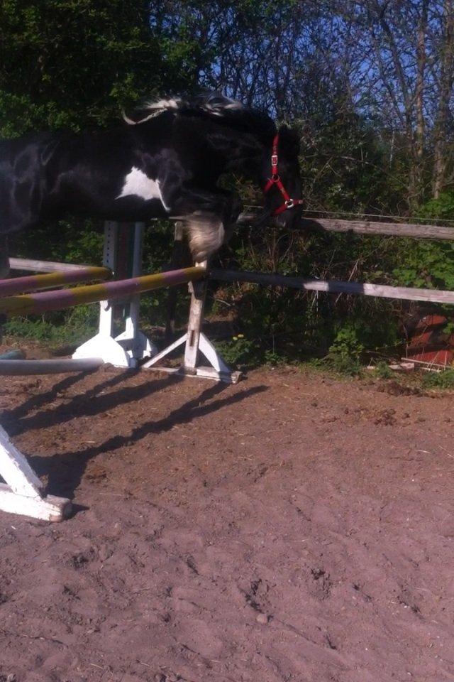 Irish Cob Sir charles - Flyvende  billede 13