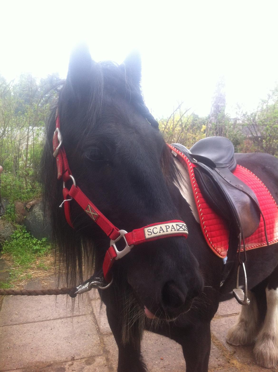Irish Cob Sir charles - Den bedste billede 16
